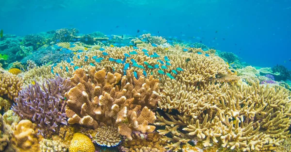 Les Meilleures Destinations de Plongée dans le Monde