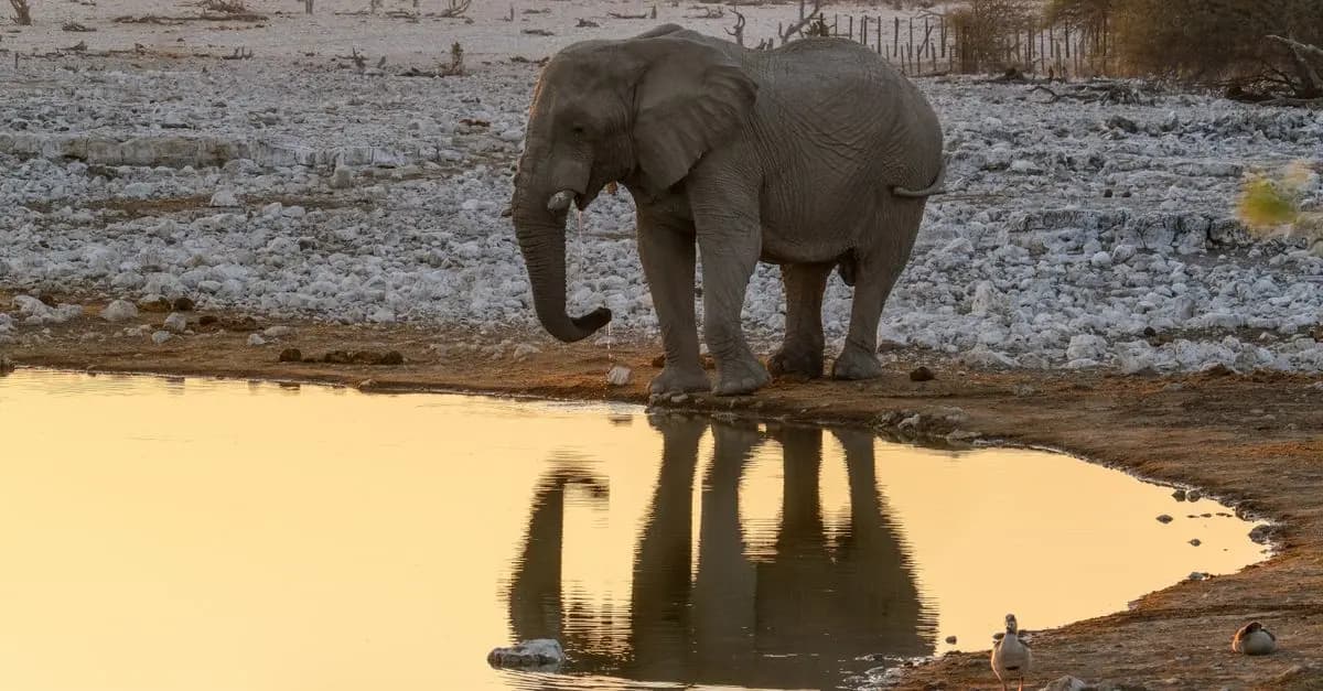 Safari : Conseils pour une Expérience Inoubliable